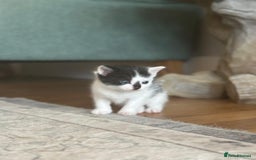 Ragdoll cats for sale: Ragdoll cross kittens  - Image 7