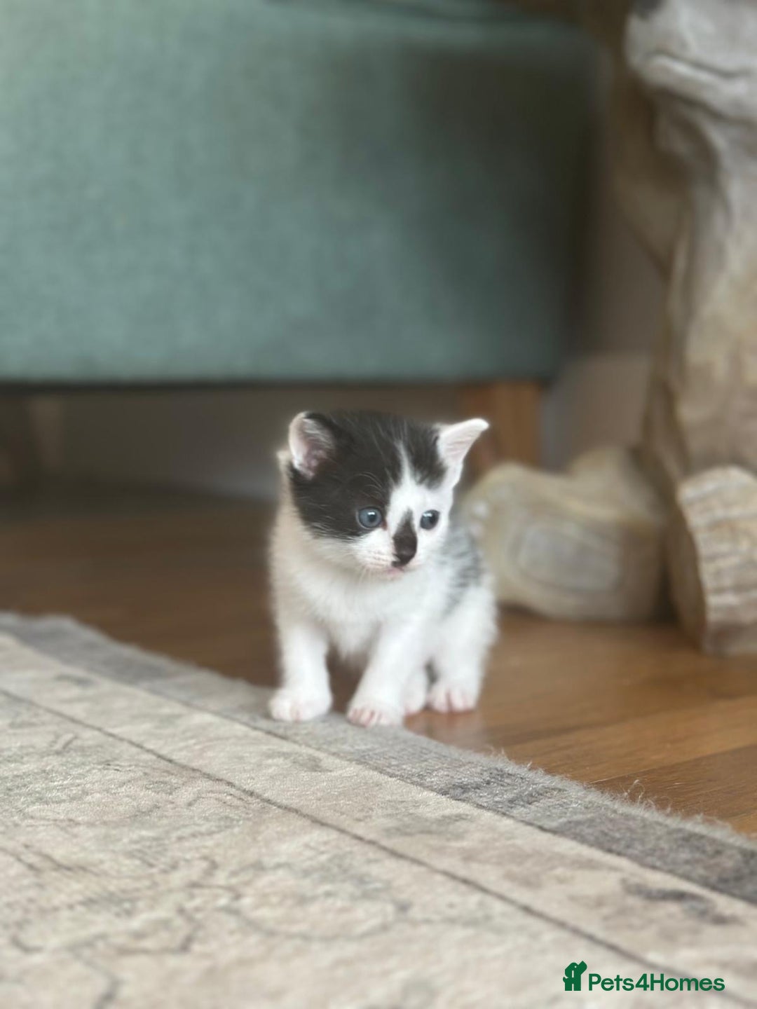 Ragdoll cats for sale: Ragdoll cross kittens  - Image 7