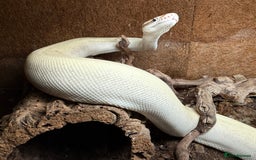 Snake reptiles for sale: Female royal python snake with full set up  - Image 1