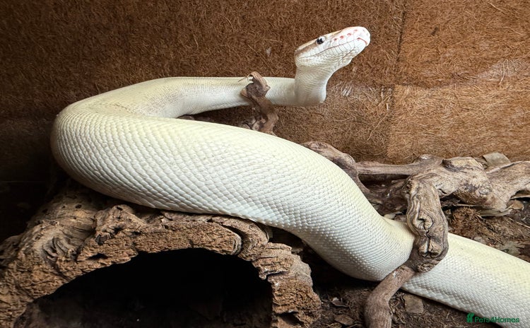 Snake reptiles - Advert 9