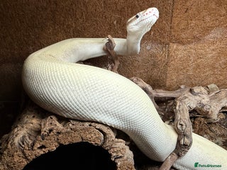 Snake reptiles - Advert 14