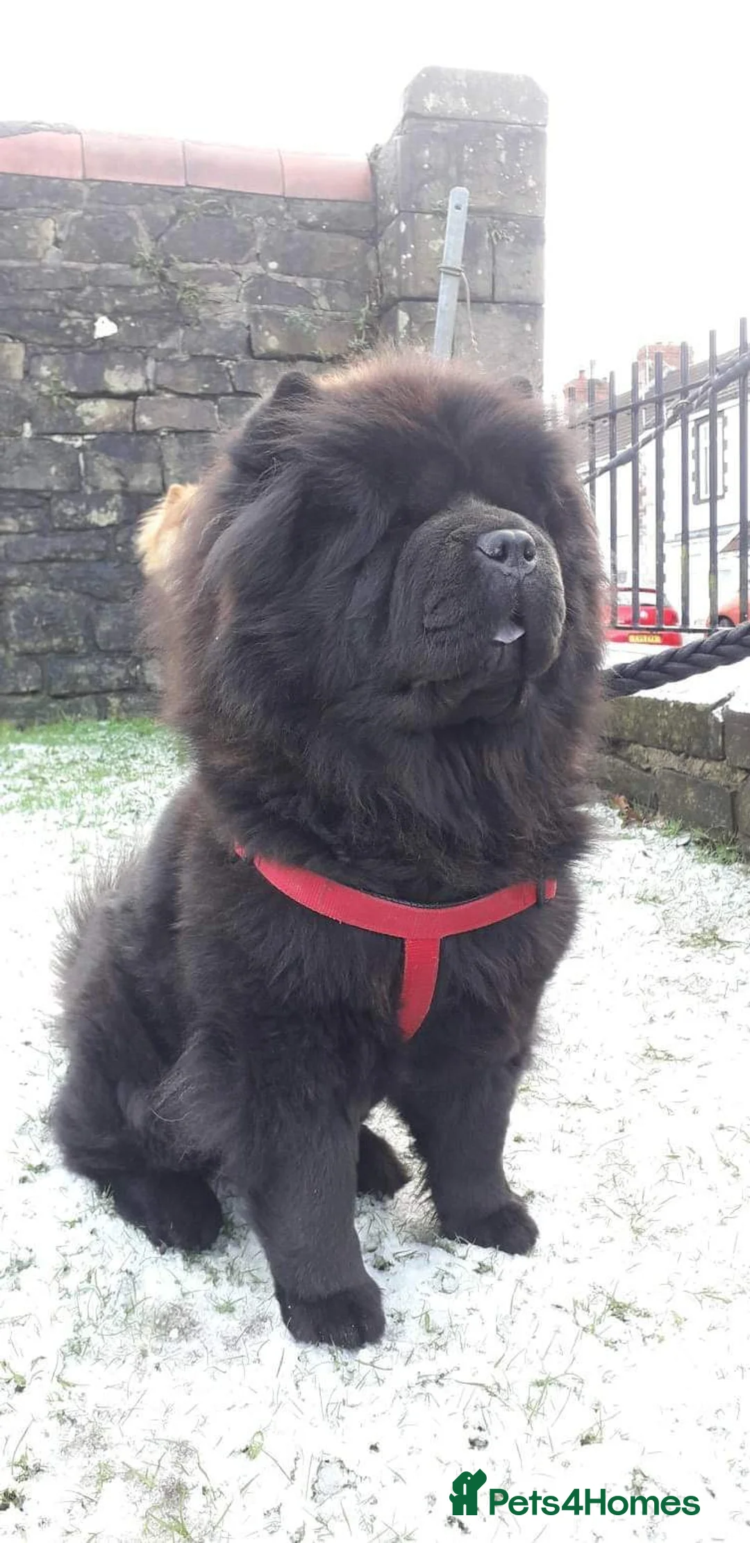Chow Chow dogs for sale: Bella  - Advert 3