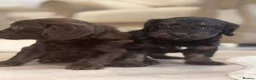 Cockapoo dogs for sale: 7 Beautiful F1 Cockapoo Puppies  - Advert 5