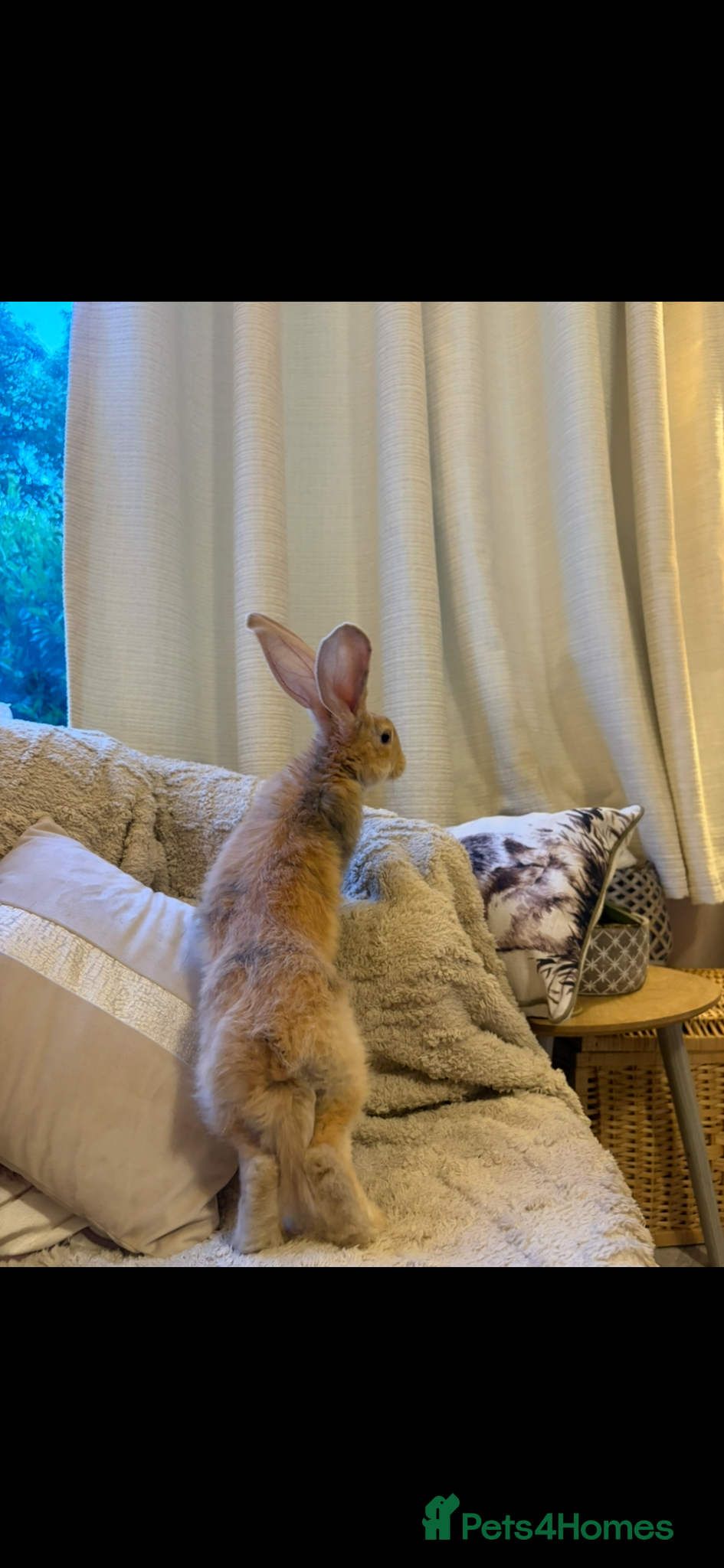 Continental Giant rabbits for sale: One left Lovely continental Giants baby rabbits  - Advert 3