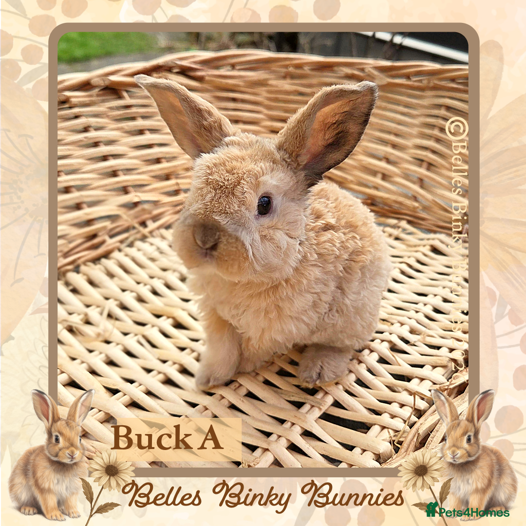 Mini Lop rabbits for sale: 🧡 Rare Stunning Plush Mini Lops 🧡 - Advert 3