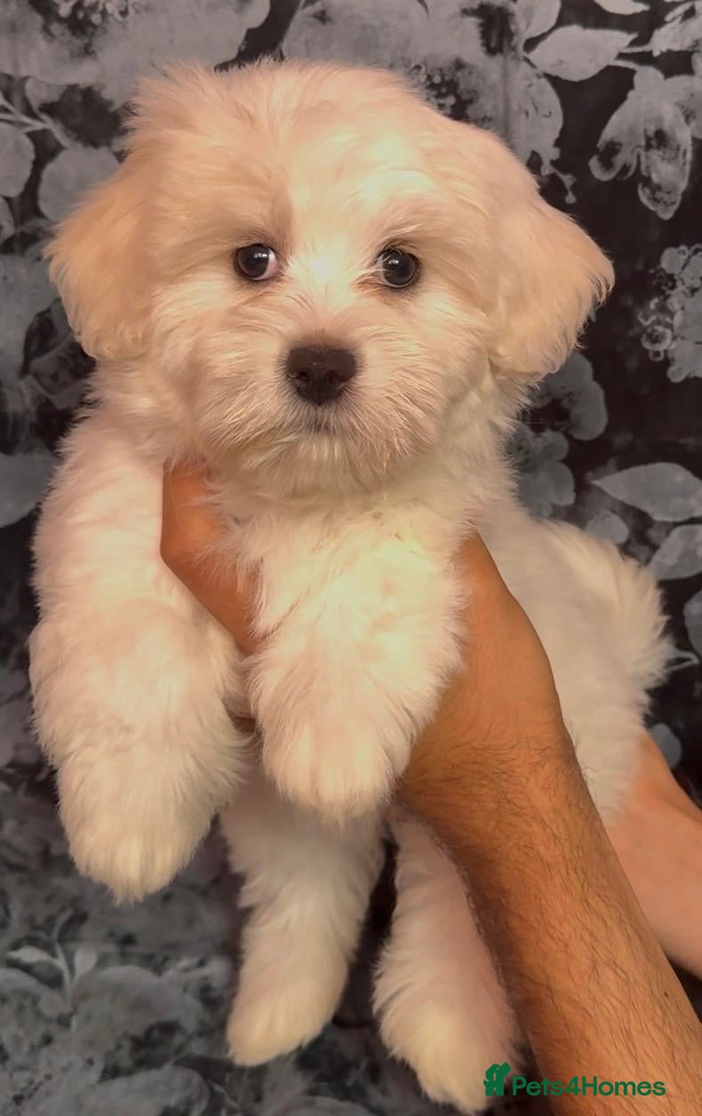 Maltipoo dogs STUNNING MALTIPOO GIRLS READY TO LEAVE NOW!  - Advert 4