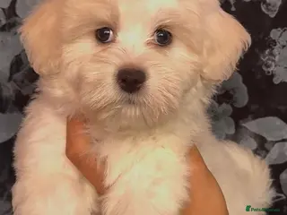 Maltipoo dogs STUNNING MALTIPOO GIRLS READY TO LEAVE NOW! - Advert 4
