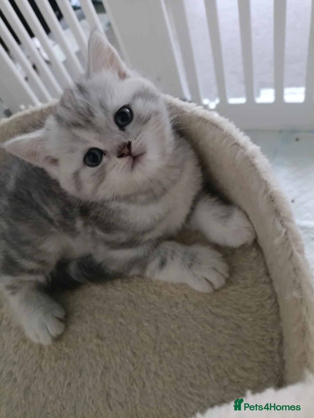 British Shorthair cats for sale: British Shorthair kittens. - Advert 2