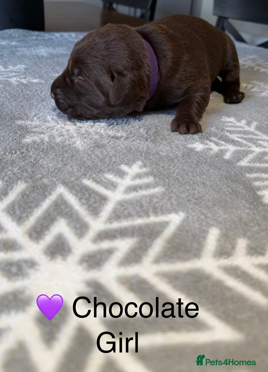 Labrador Retriever dogs for sale: Stunning Chocolate and Black Labrador pups - Advert 4