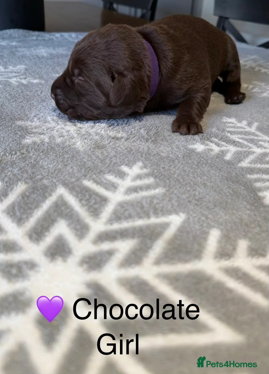 Labrador Retriever dogs for sale: Stunning Chocolate and Black Labrador pups - Advert 11