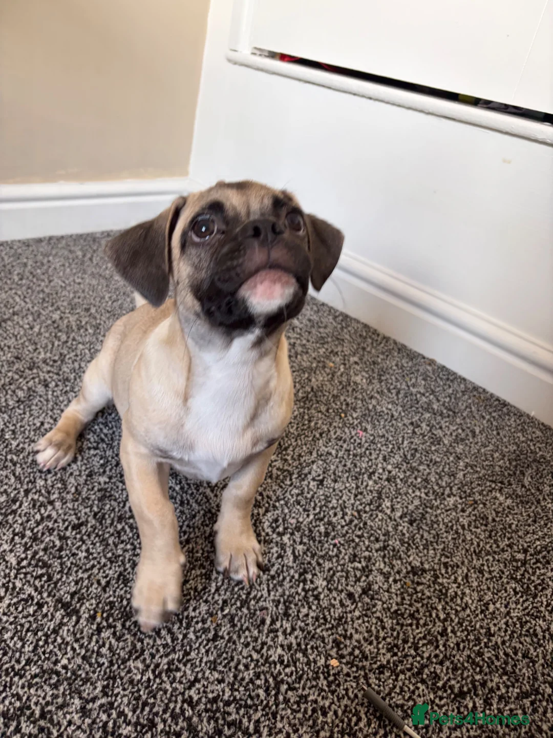 Mixed Breed dogs for sale: Pug X jack russel - Advert 1