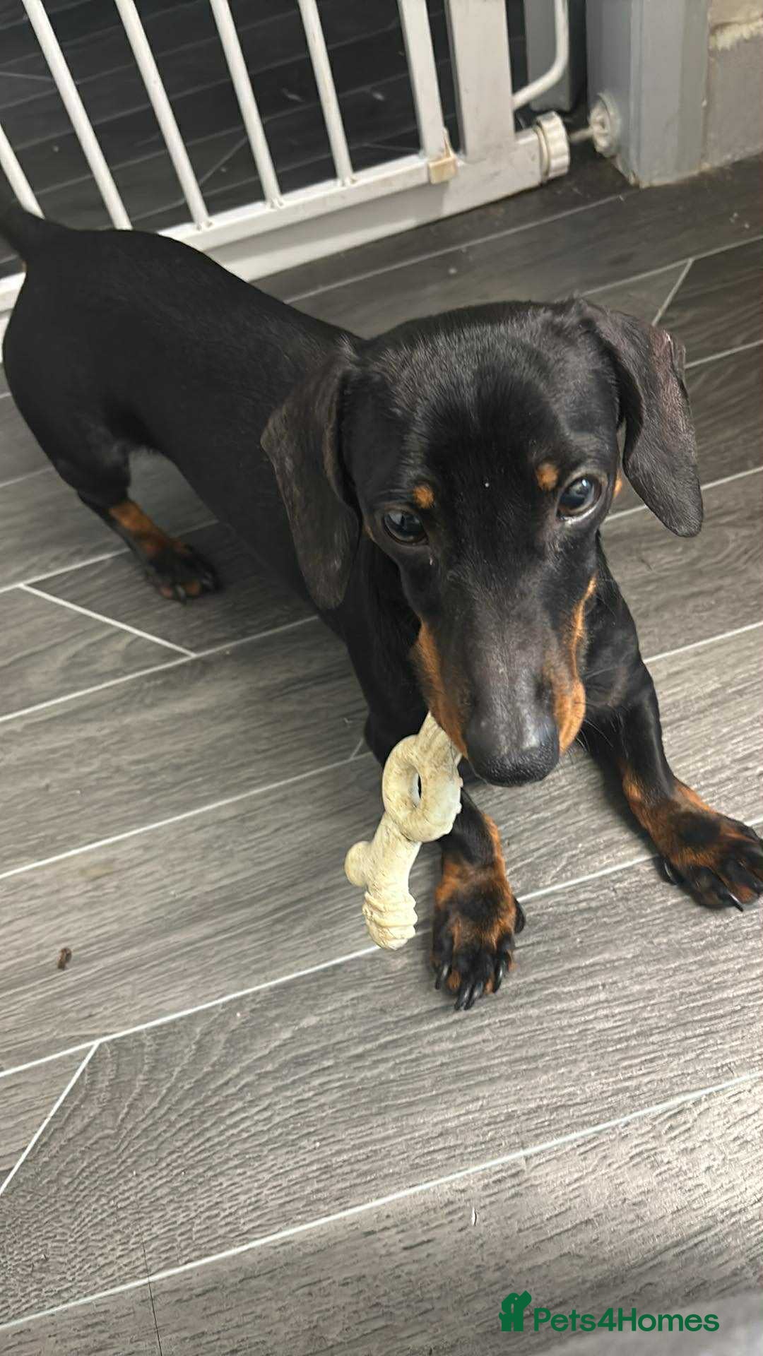 Miniature Dachshund dogs for sale: My family dogs have had a litter of 5  - Advert 2