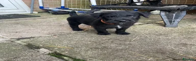 Orange collar Patterdale Terrier boy