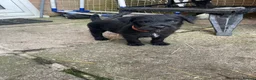 Patterdale Terrier dogs for sale: Patterdale pups for sale in Barry - Advert 7