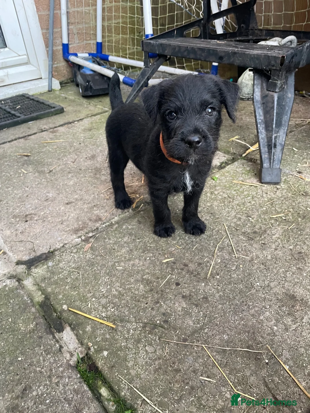 Patterdale Terrier dogs for sale: Patterdale pups for sale in Barry - Advert 7