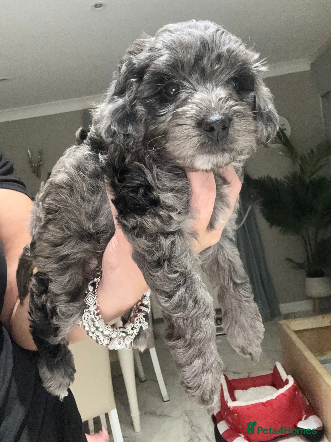 Cockapoo dogs for sale: Cockerpoo FB1 ready to leave  **  Eve  - Advert 2