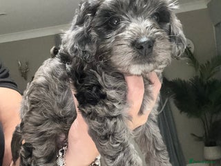 Cockapoo dogs Cockerpoo FB1 ready to leave ** Eve - Advert 4