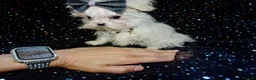 Maltese dogs for sale: ****Exquisite KC Registered Maltese Boy Puppy****  - Advert 10