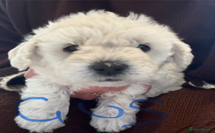 Poochon dogs - Advert 2