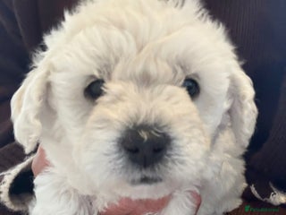 Poochon dogs - Advert 4