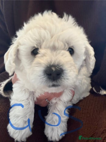 Poochon dogs - Advert 2