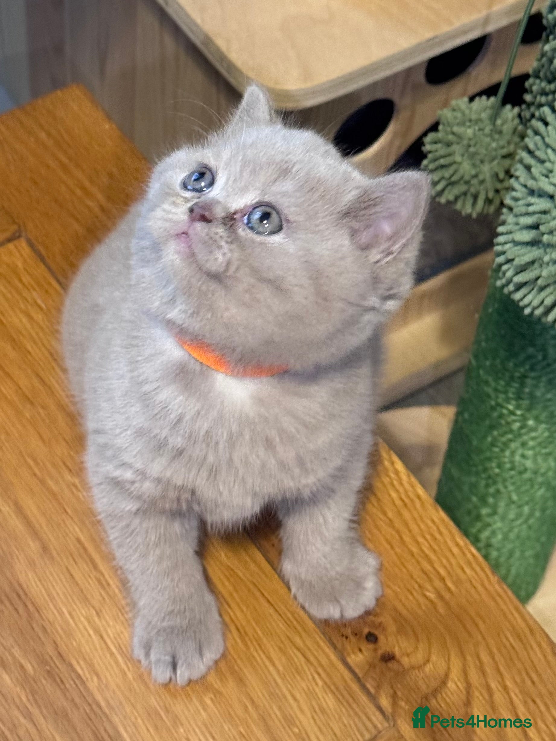 British Shorthair cats Purebred amazing BSH kittens - Advert 7