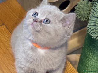 British Shorthair cats Purebred amazing BSH kittens - Advert 8