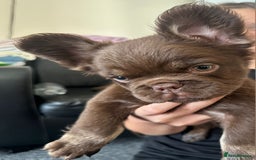 French Bulldog dogs for sale: Chocolate Rojo tan fluffy French bulldog  - Image 2