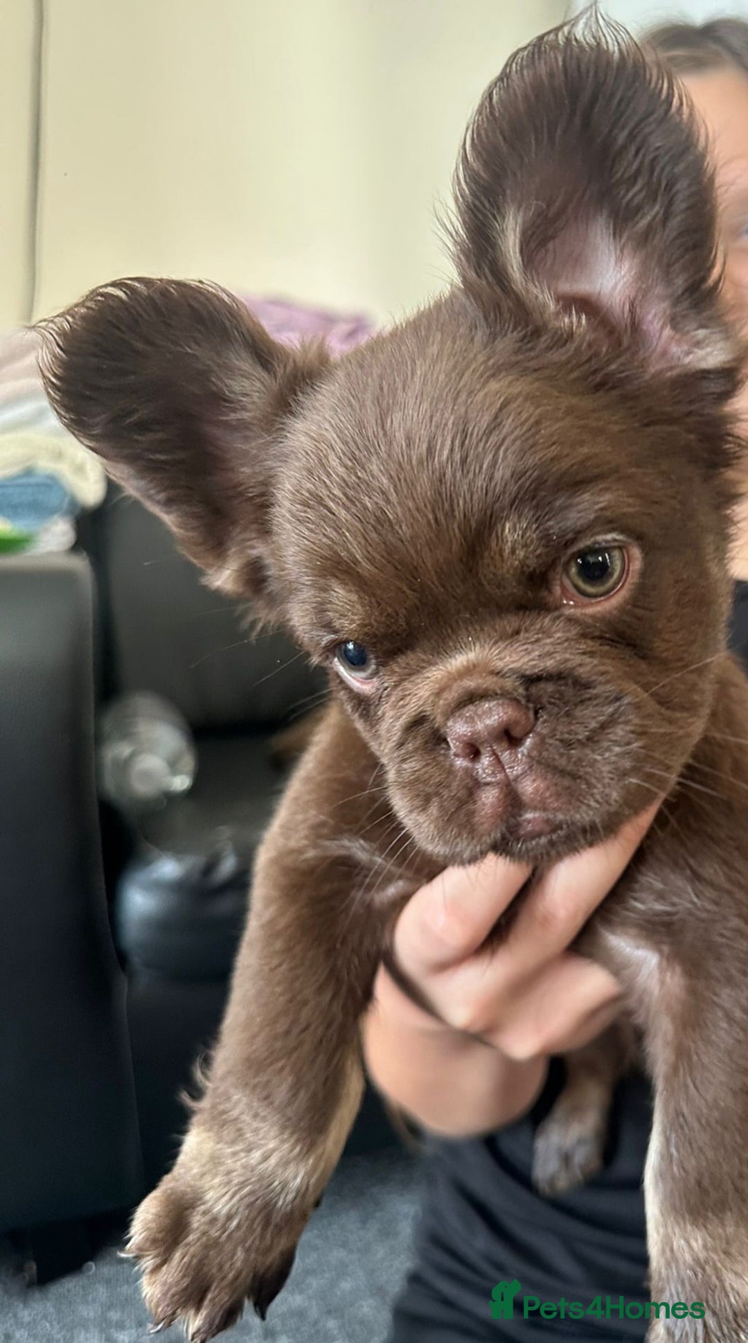 French Bulldog dogs for sale: Chocolate Rojo tan fluffy French bulldog  - Image 2