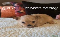 Chihuahua dogs for sale: Chihuahua long coat puppies ...only BOY left - Image 12