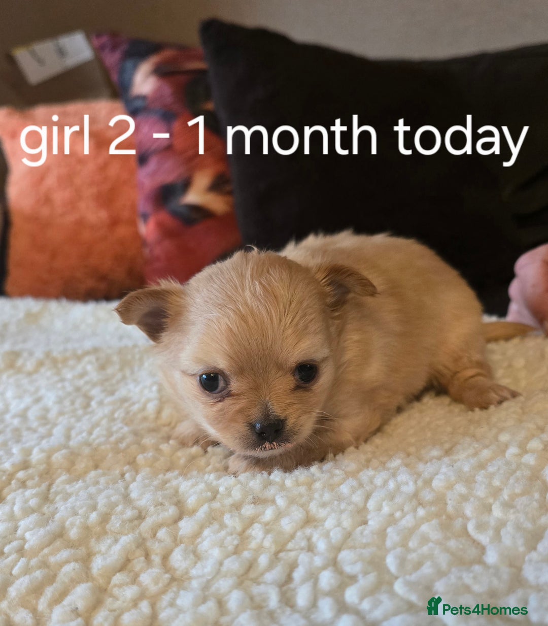 Chihuahua dogs for sale: Chihuahua long coat puppies ...only BOY left - Image 12