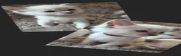 Ragdoll cats for sale:  🏆GCCF REG. EXTENSIVELY TESTED RAGDOLL KITTENS 🌟 - Advert 39