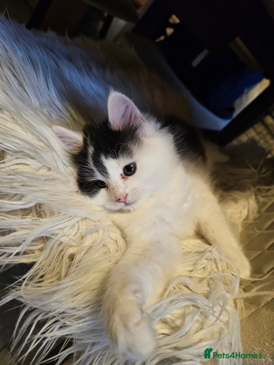 Turkish Angora cats for sale: Black and white kitten ready for a new home 🐾 - Advert 9
