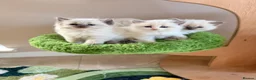 Ragdoll cats for sale: Champion pedigree Chucky Ragdoll babies  - Advert 6
