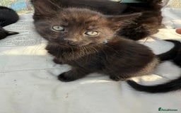 Mixed Breed cats for sale: Litter of Kittens For Sale - only 1 Male left in Dunstable - Image 29