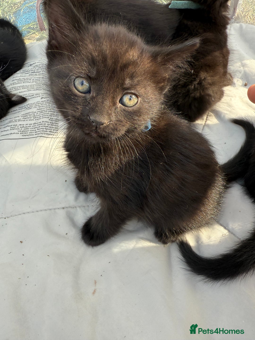 Mixed Breed cats for sale: Litter of Kittens For Sale - only 1 Male left in Dunstable - Image 29