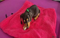 Miniature Dachshund dogs for sale: Miniature Dachshund puppies Longhaired & Smooth  - Image 28