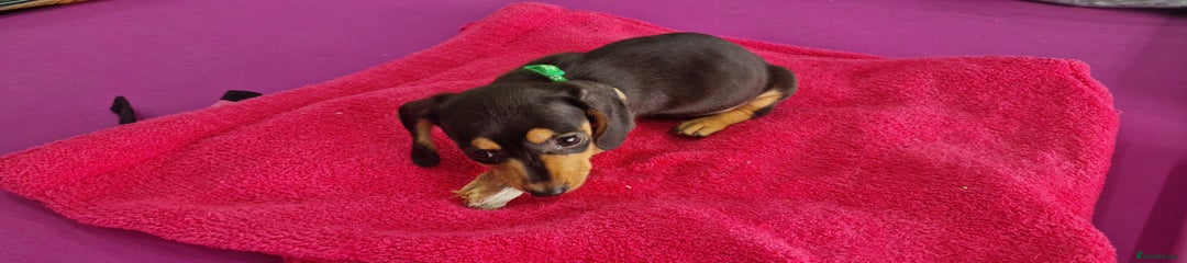 Miniature Dachshund Puppy 6