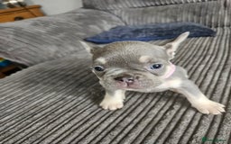 French Bulldog dogs for sale: Gorgeous frenchie pups  - Image 21