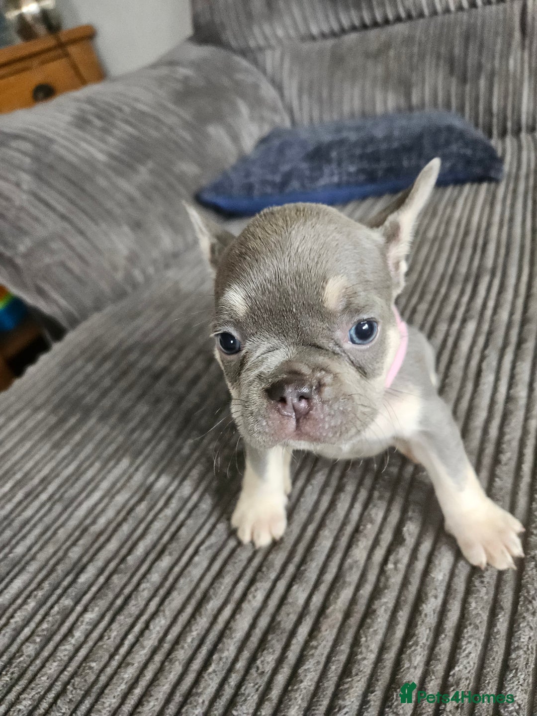French Bulldog dogs for sale: Gorgeous frenchie pups  - Image 21