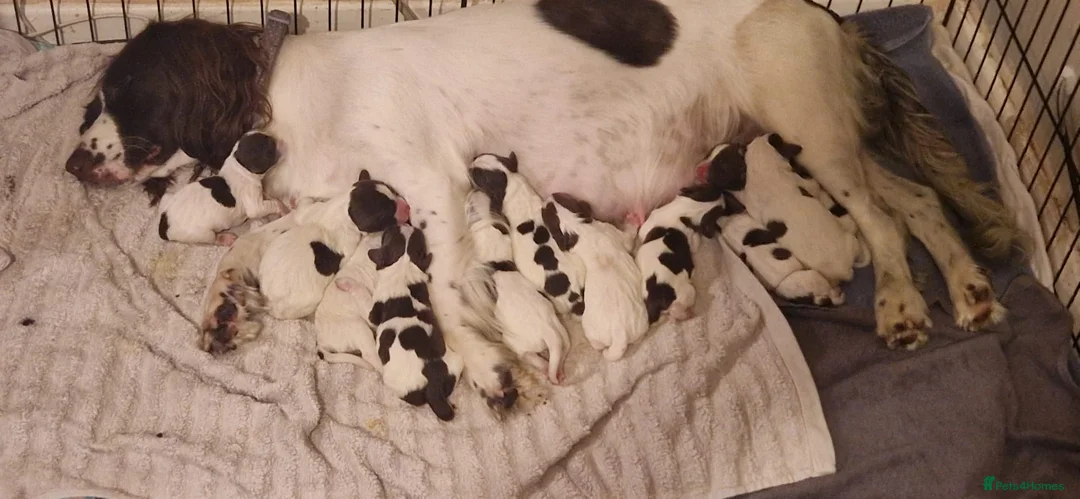 English Springer Spaniel dogs for stud: English springer spaniel  for stud *Proven* in Durham - Advert 9