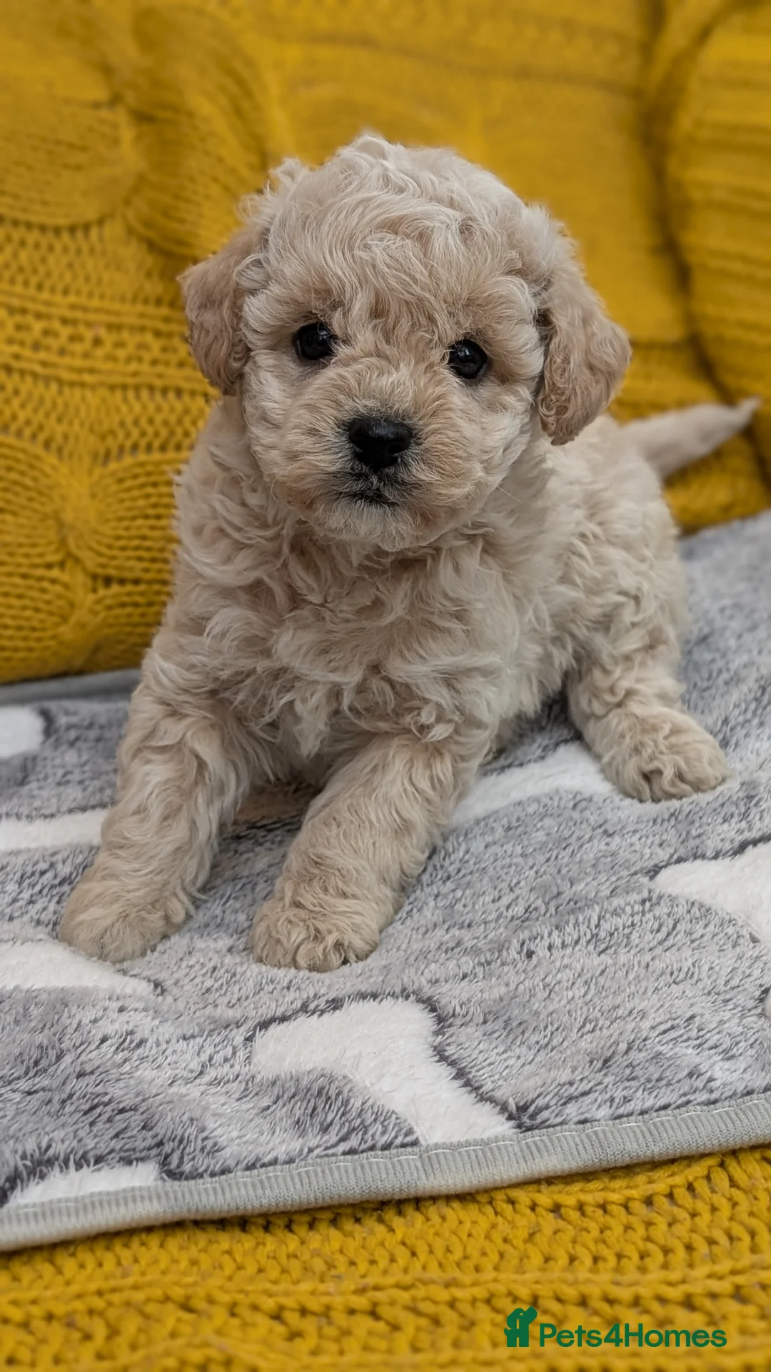 Poochon dogs for sale: F1 Toy Poochons Puppies  - Advert 1