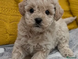 Poochon dogs F1 Toy Poochons Puppies - Advert 1