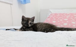 Maine Coon cats for sale: Maine Coon X kittens - Image 8
