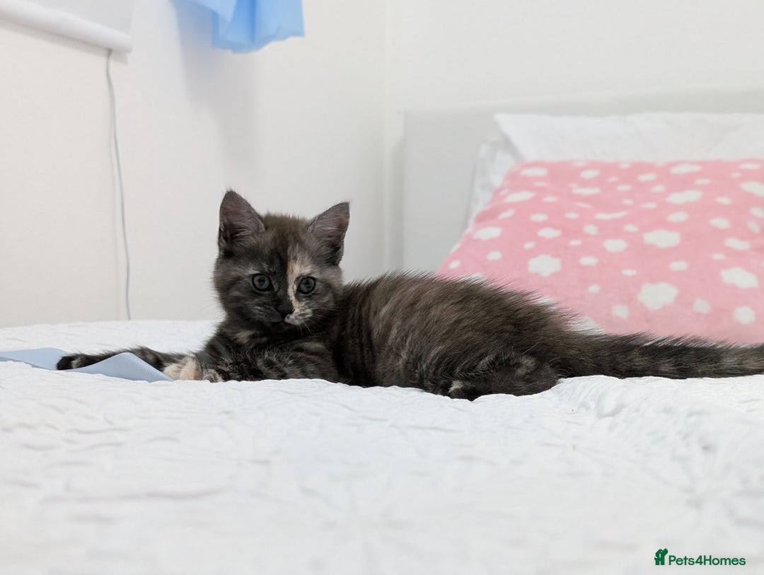 Maine Coon cats for sale: Maine Coon X kittens - Image 8