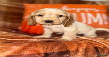 Cocker Spaniel dogs - Advert 14
