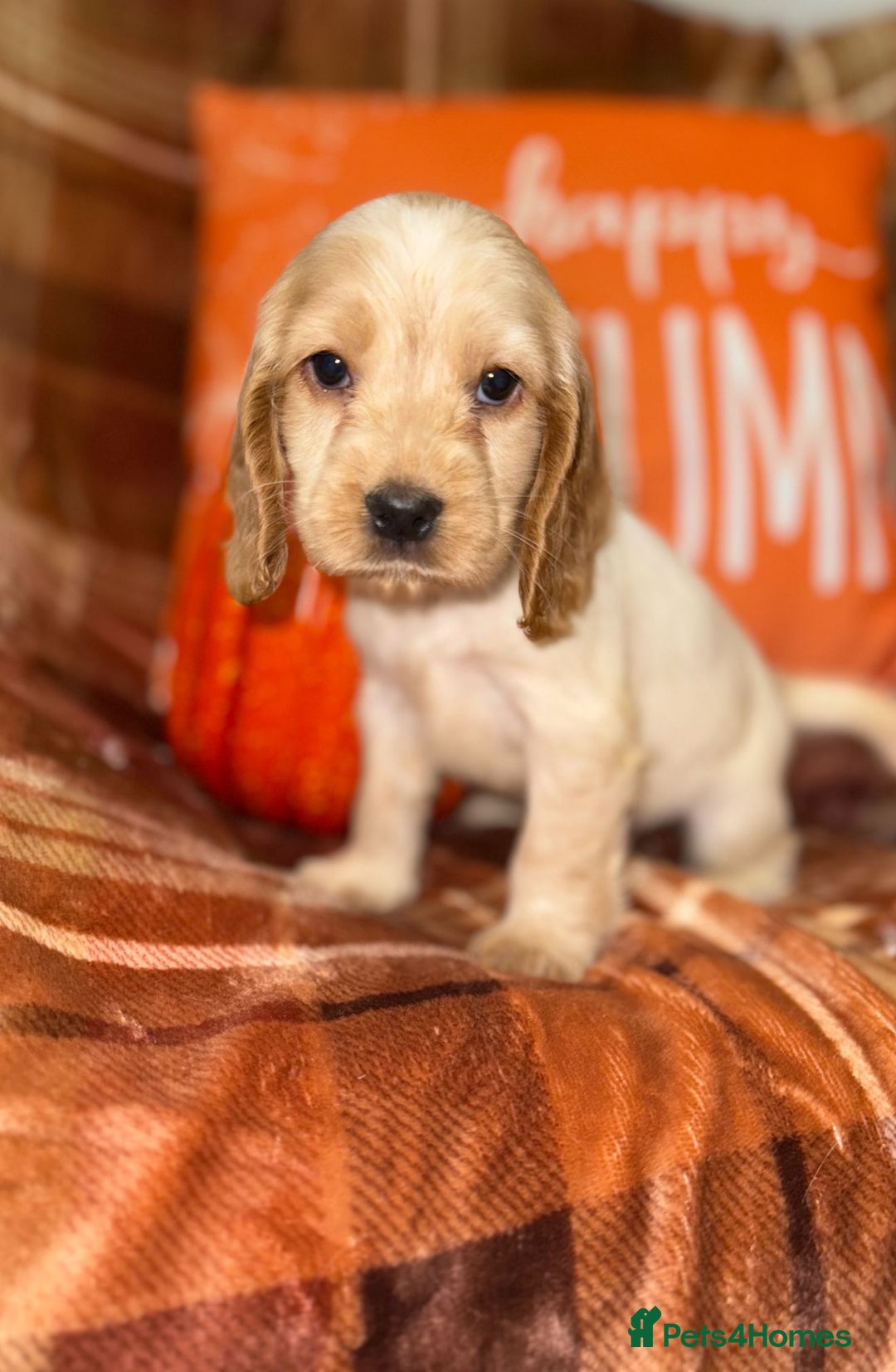 Cocker Spaniel dogs for sale: 🧡💛❤️Stunning KC Show Cocker Spaniels❤️🩷🧡 - Image 3