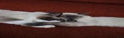 Ragdoll cats for sale: Pair of ragdolls - Advert 2