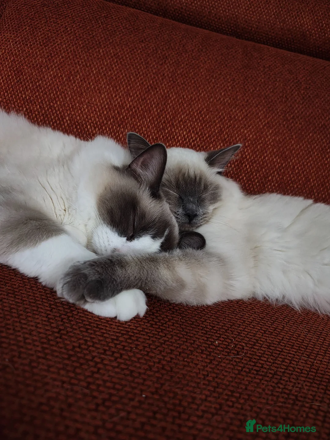 Ragdoll cats for sale: Pair of ragdolls - Advert 2