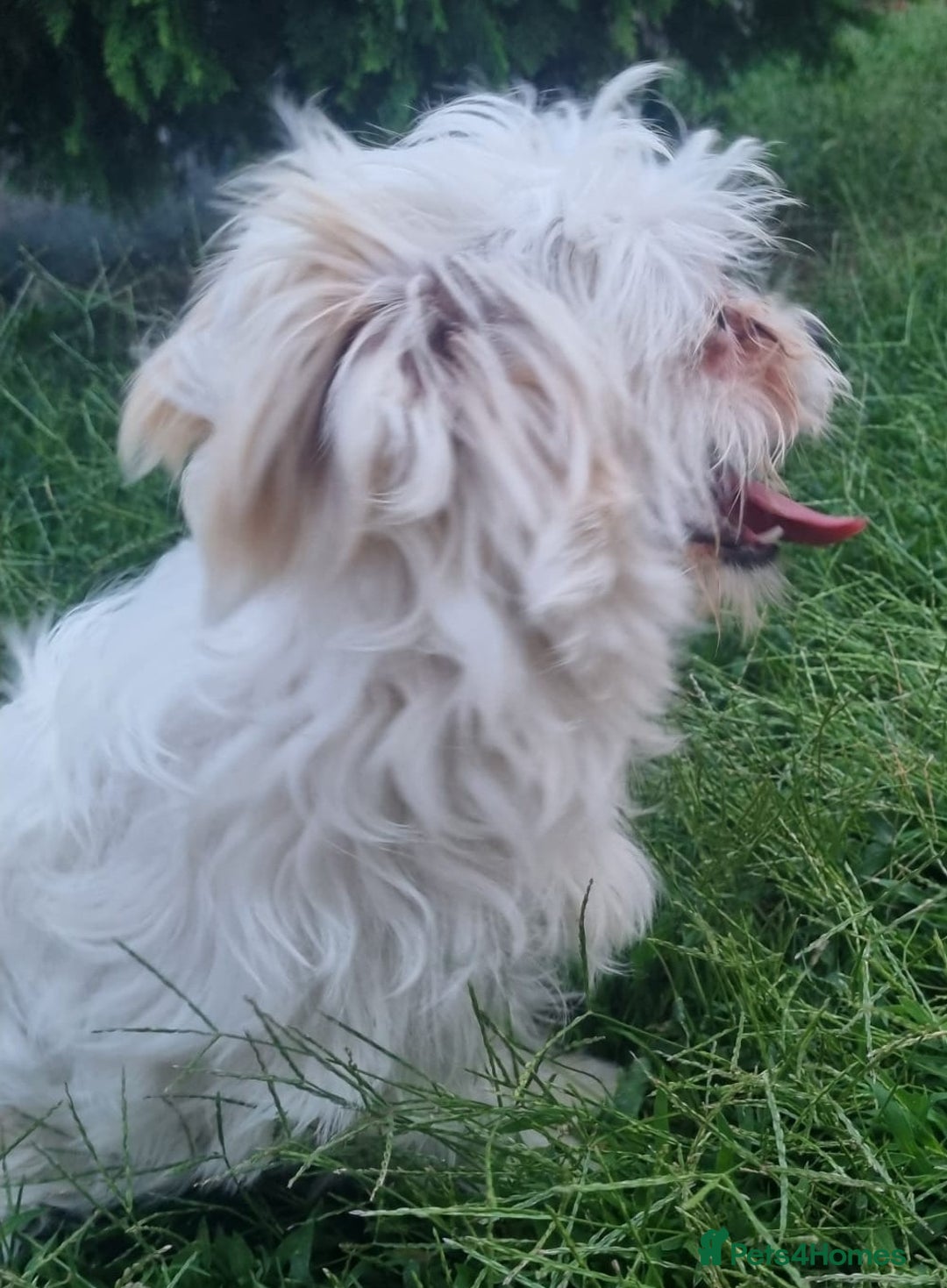 Bichon Frise dogs for adoption: KHAAN - a superb, little boy, for a Loving Home - Image 12